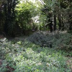 IMG_1375