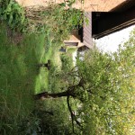 IMG_1385